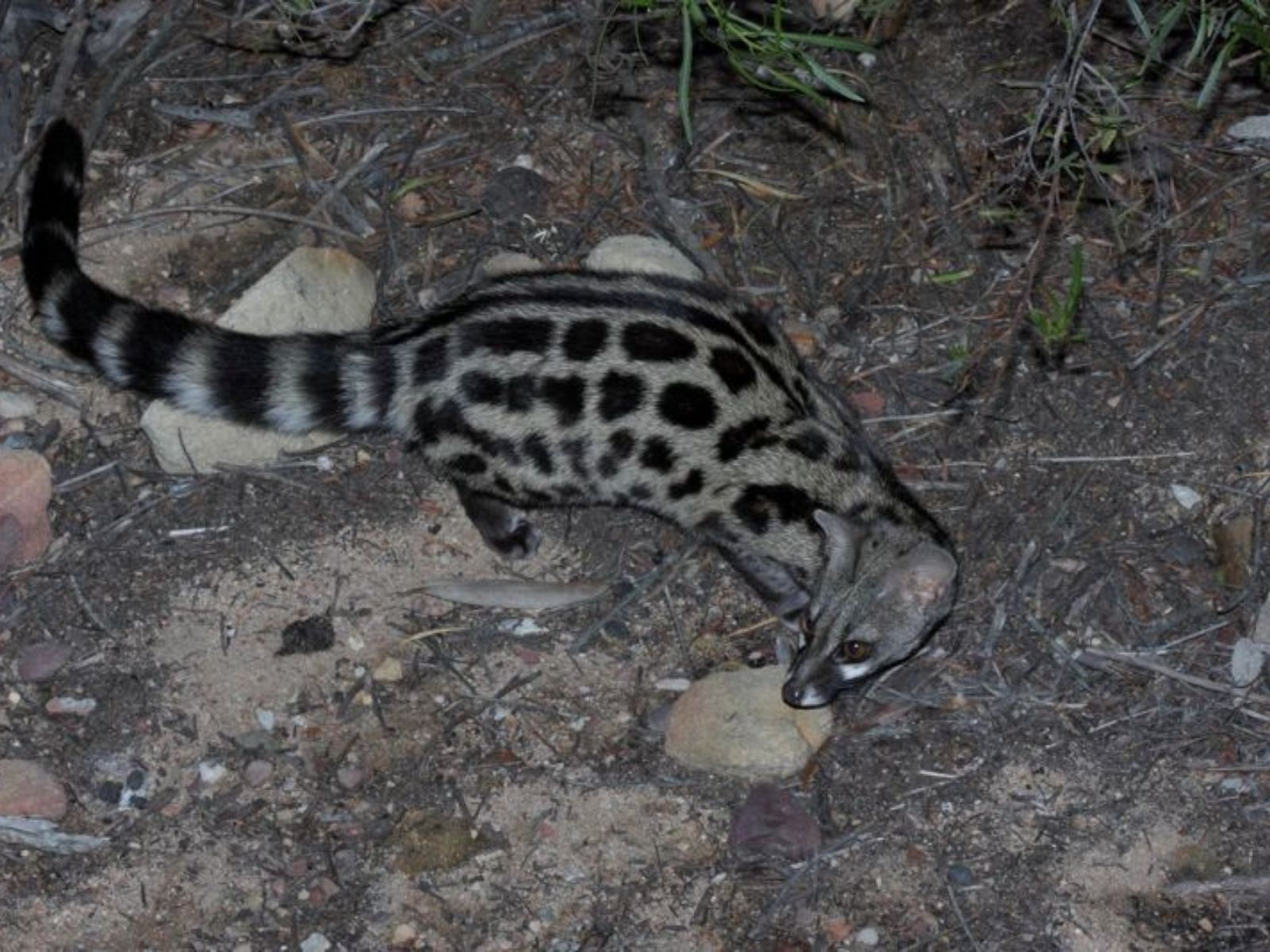 Bushveld elephant shrews Elephantulus intufi occur on Kalahari sands