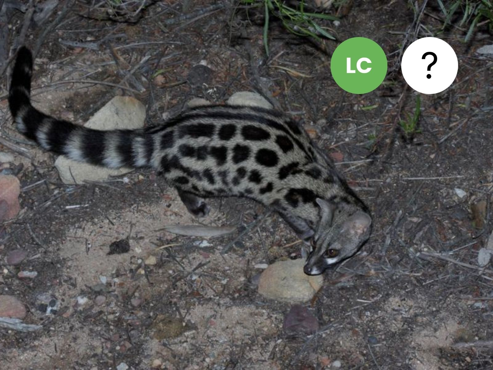 Cape Genet
