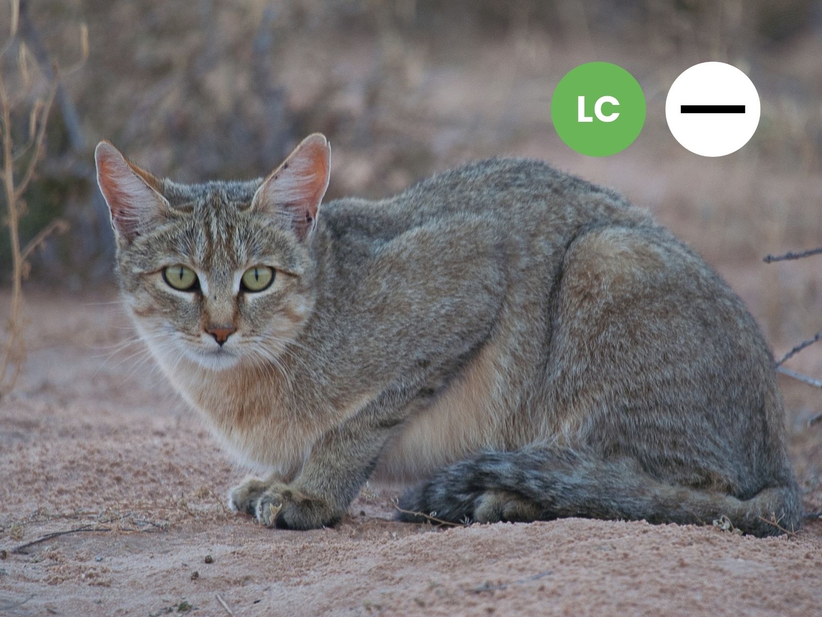 Southern African Wildcat