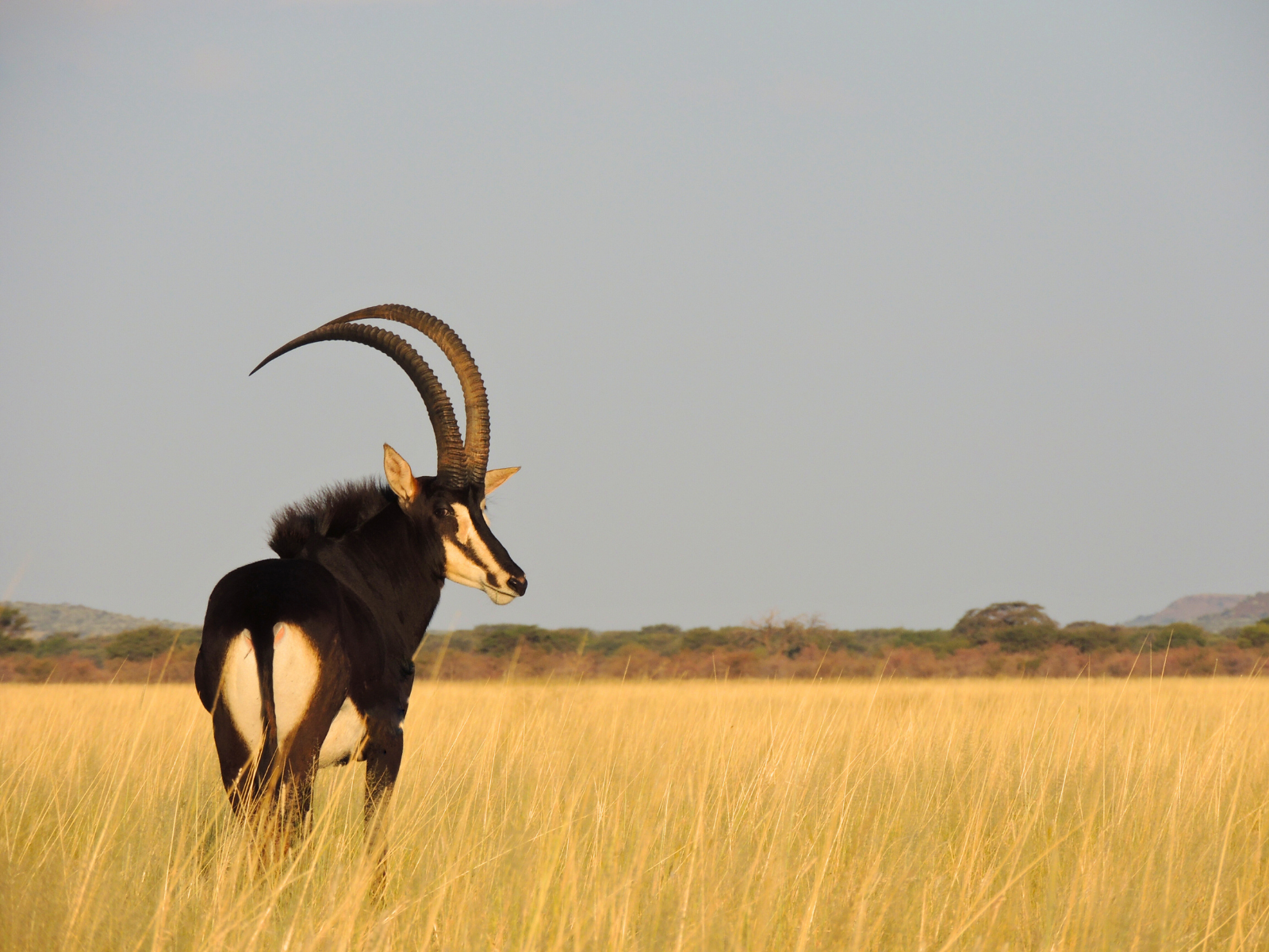 Bushveld elephant shrews Elephantulus intufi occur on Kalahari sands