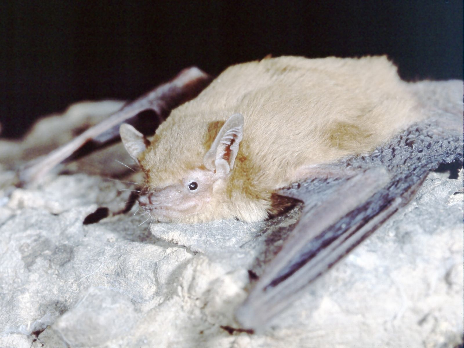 Bushveld elephant shrews Elephantulus intufi occur on Kalahari sands