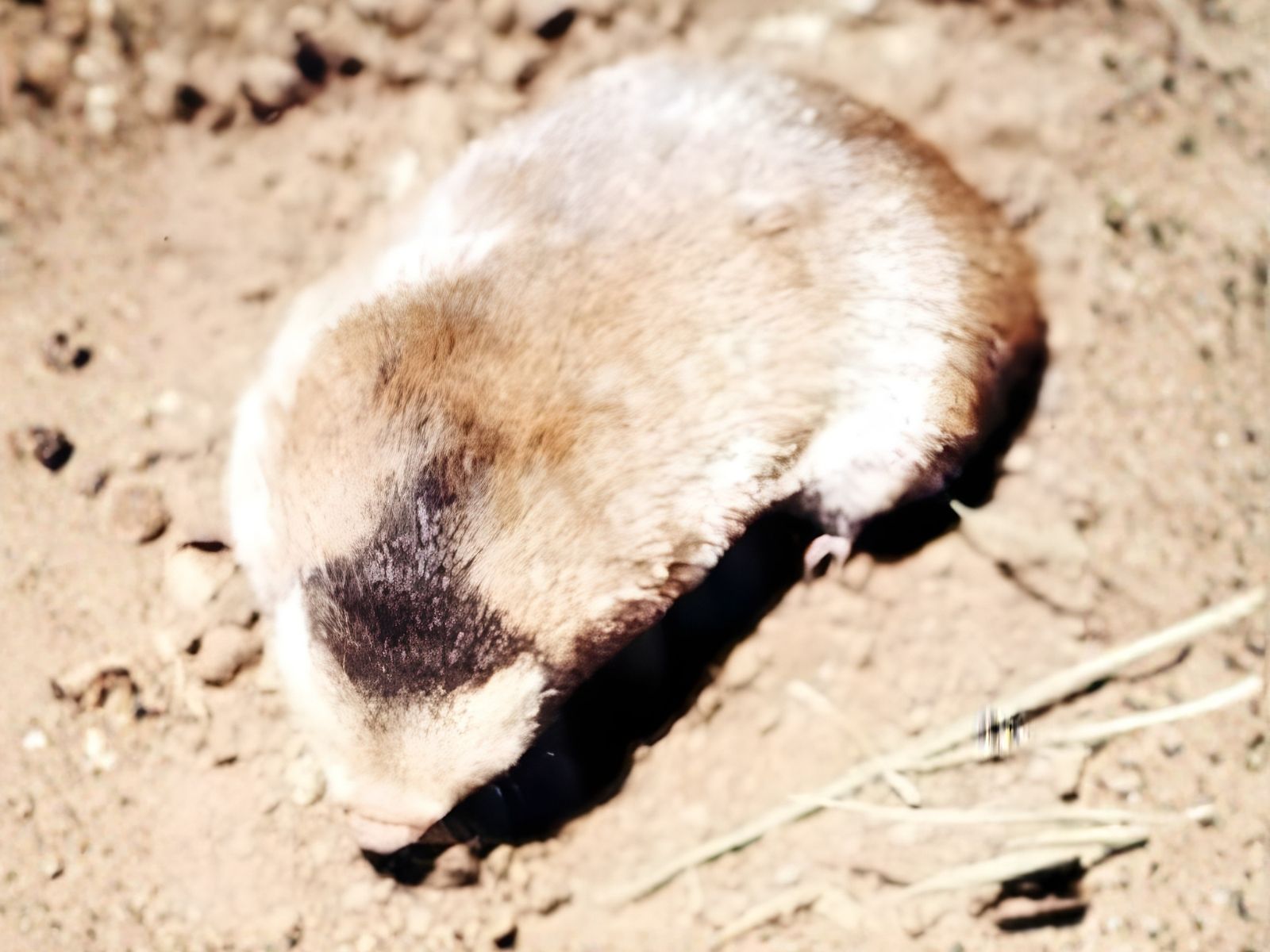 Bushveld elephant shrews Elephantulus intufi occur on Kalahari sands