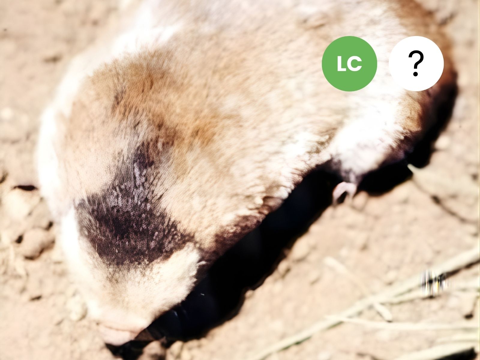 Sclater’s Golden Mole