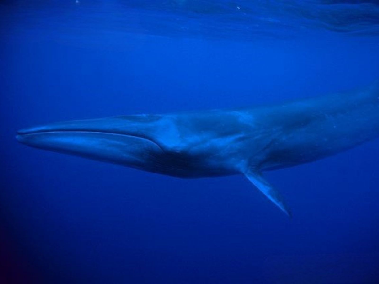 Bushveld elephant shrews Elephantulus intufi occur on Kalahari sands