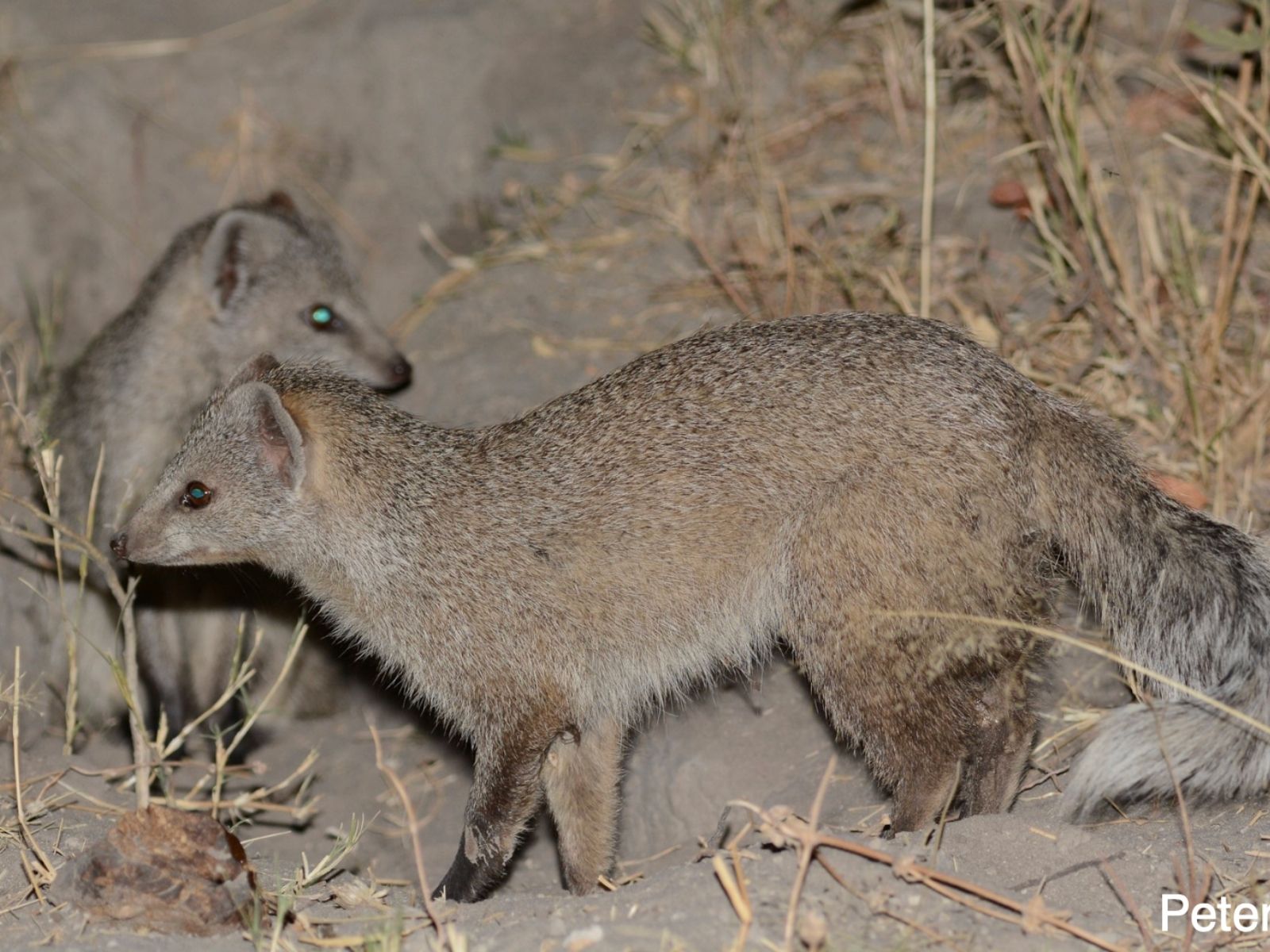 Bushveld elephant shrews Elephantulus intufi occur on Kalahari sands