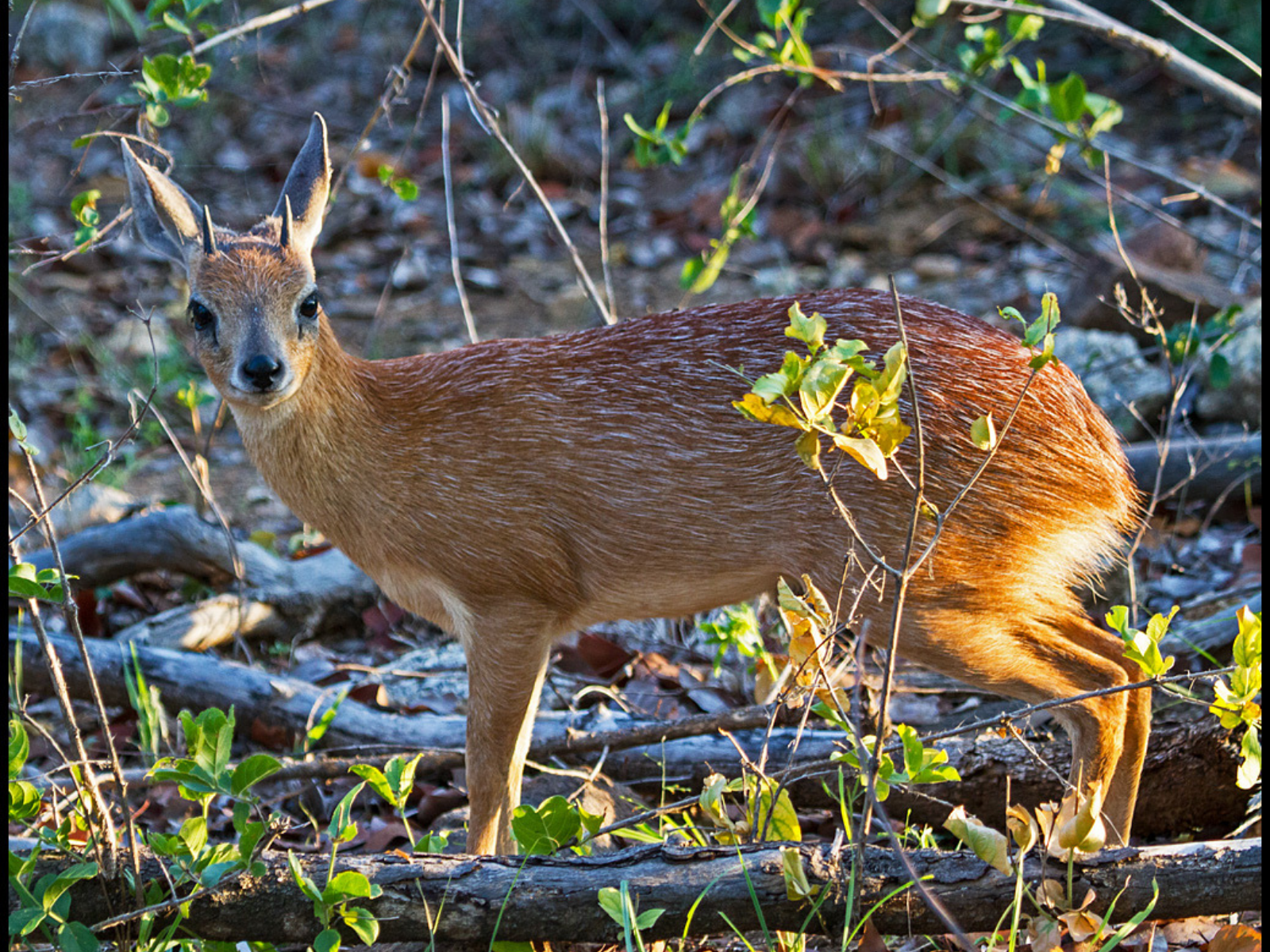 Bushveld elephant shrews Elephantulus intufi occur on Kalahari sands