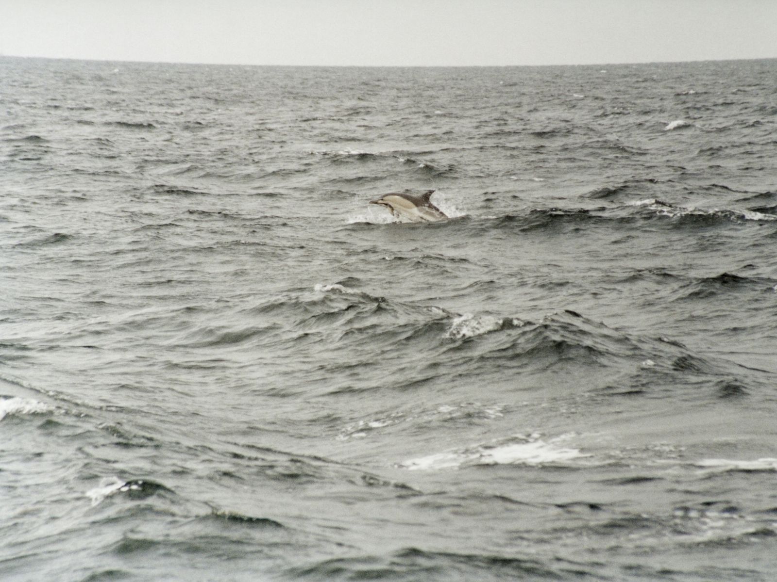 Bushveld elephant shrews Elephantulus intufi occur on Kalahari sands