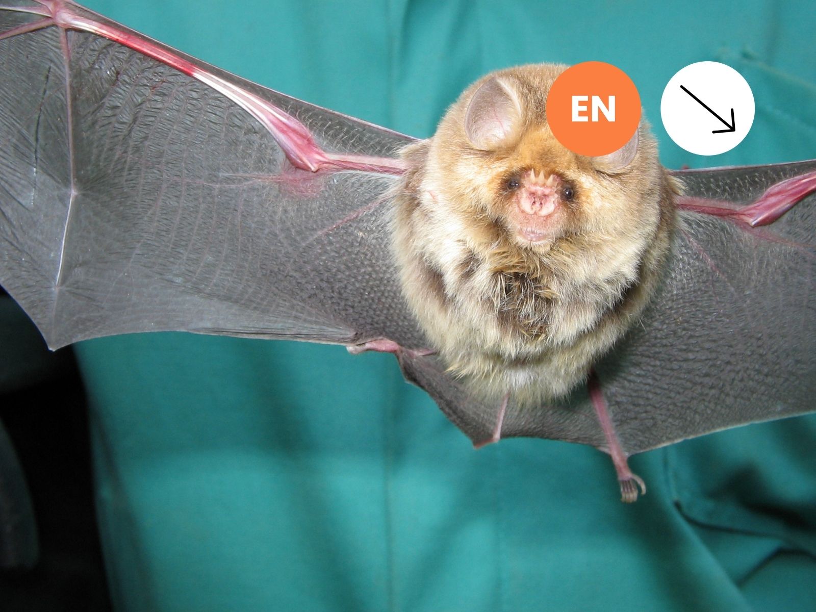 Short-eared Trident Bat