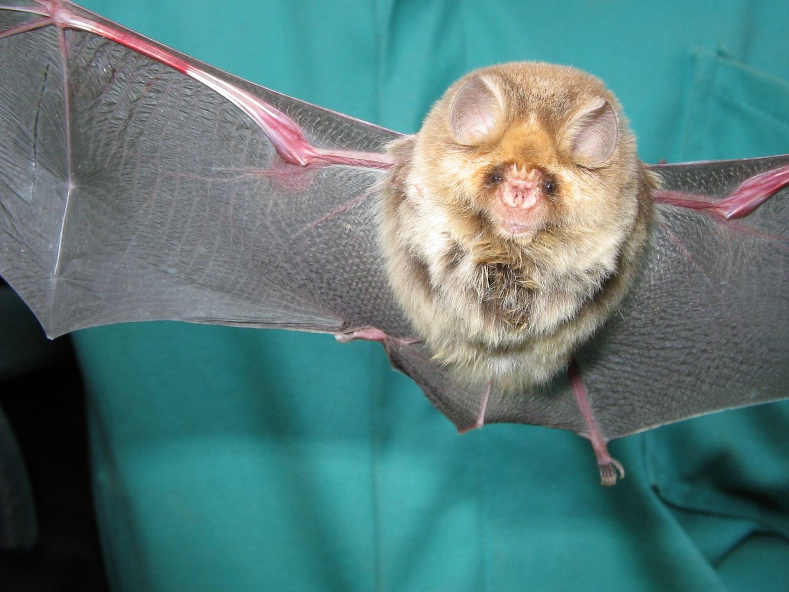 Bushveld elephant shrews Elephantulus intufi occur on Kalahari sands