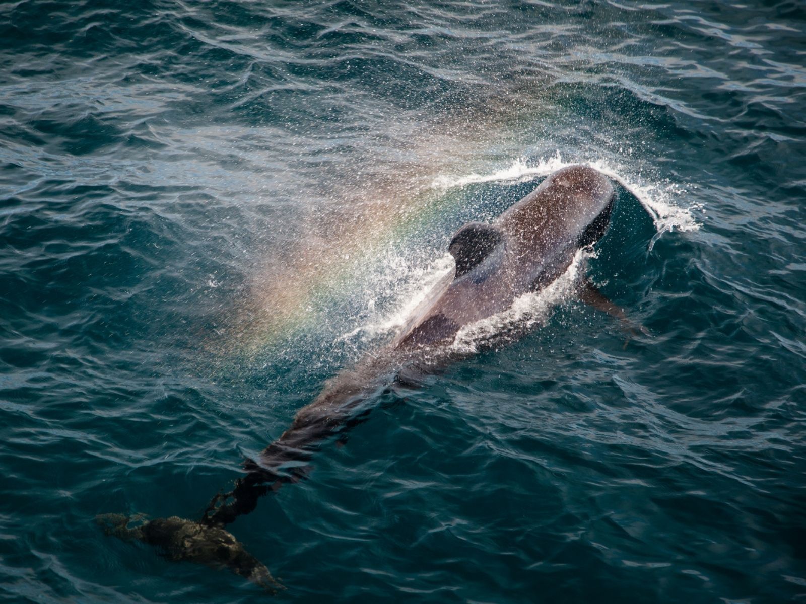 Bushveld elephant shrews Elephantulus intufi occur on Kalahari sands