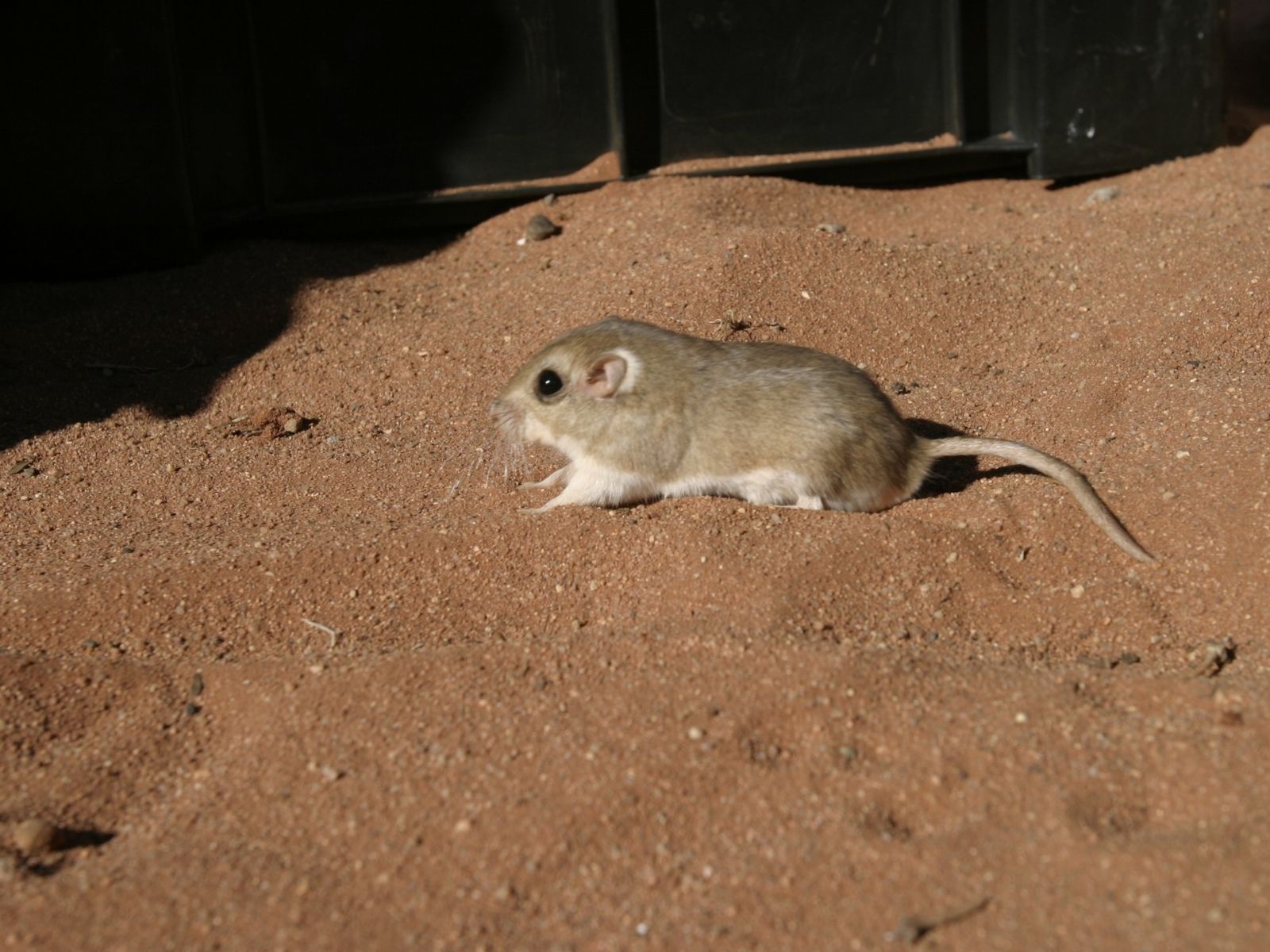 Bushveld elephant shrews Elephantulus intufi occur on Kalahari sands