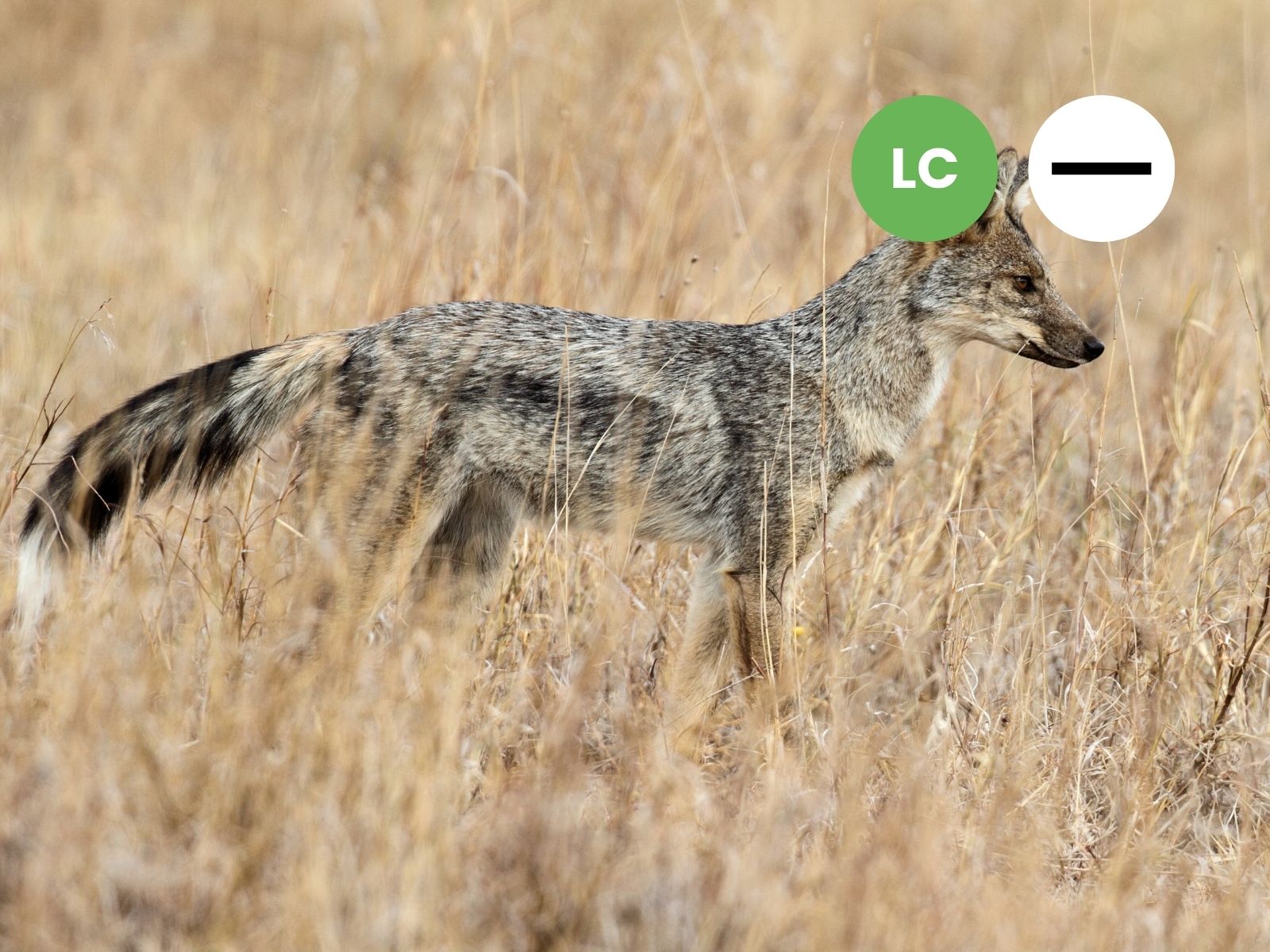 Side-striped Jackal