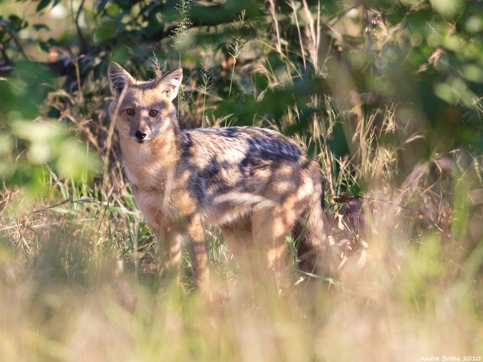 Bushveld elephant shrews Elephantulus intufi occur on Kalahari sands
