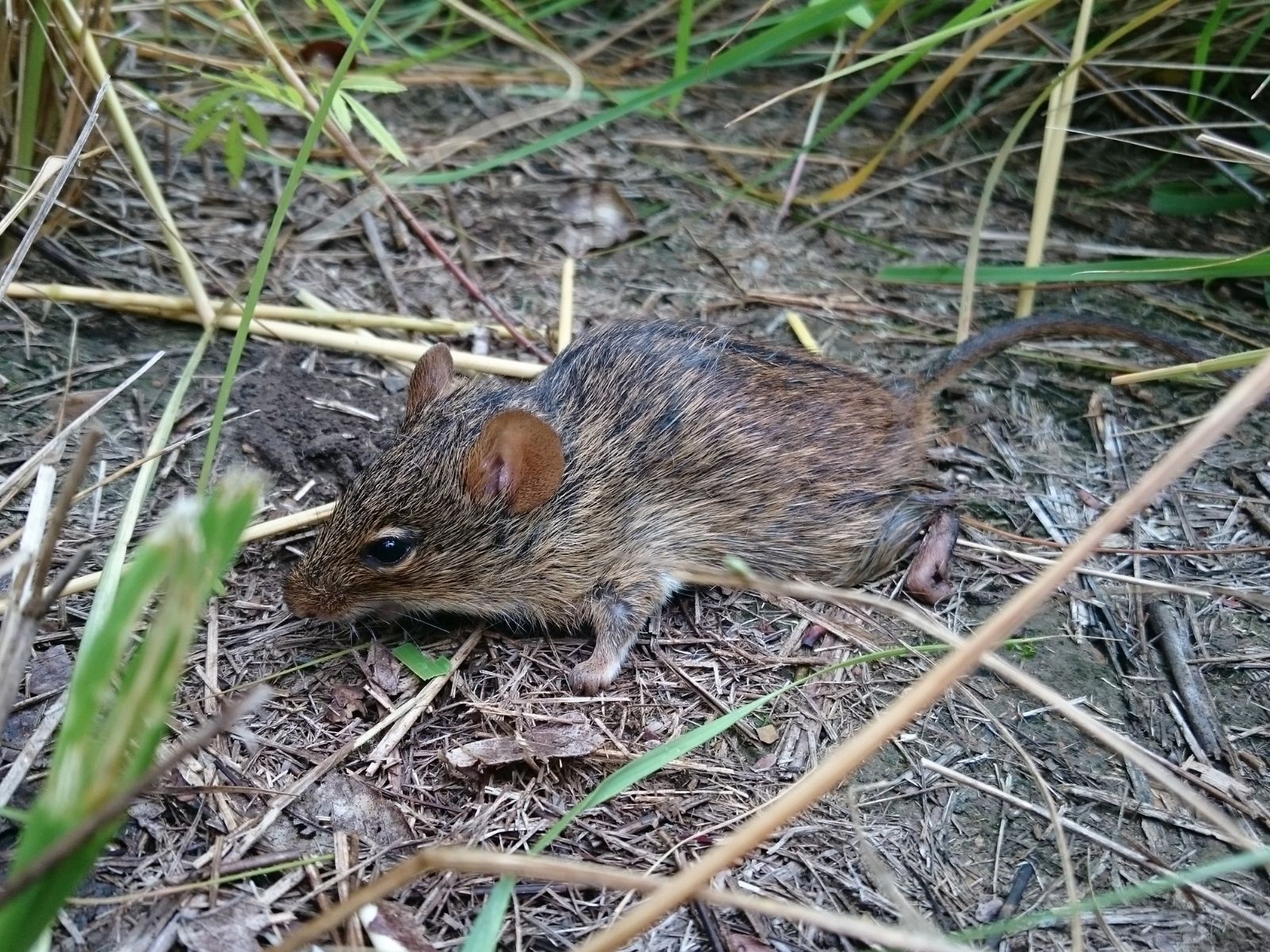 Bushveld elephant shrews Elephantulus intufi occur on Kalahari sands