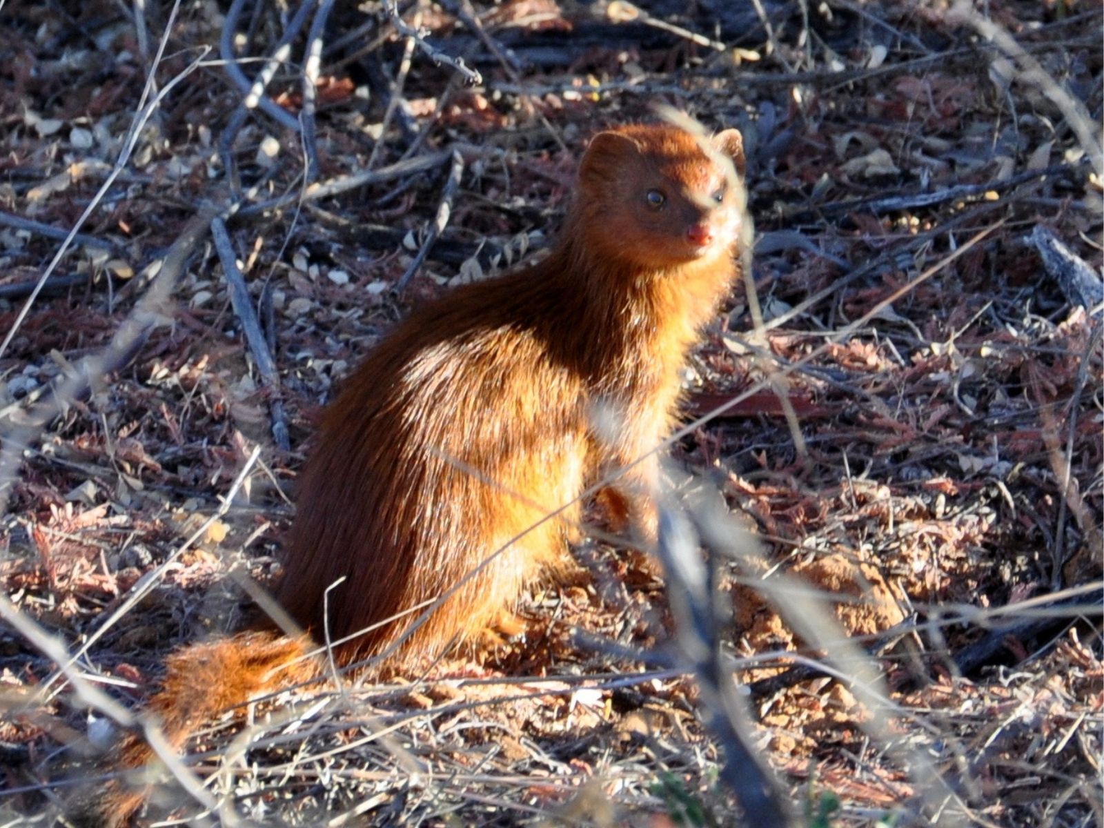 Bushveld elephant shrews Elephantulus intufi occur on Kalahari sands