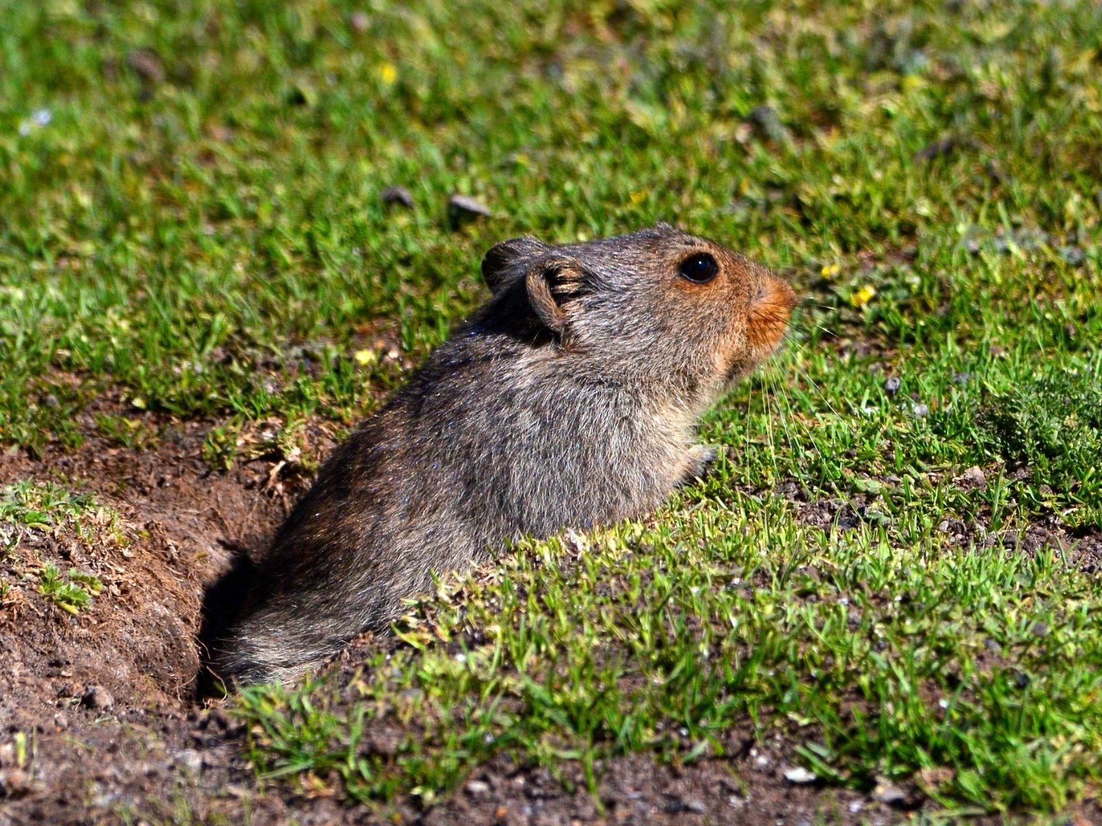 Bushveld elephant shrews Elephantulus intufi occur on Kalahari sands