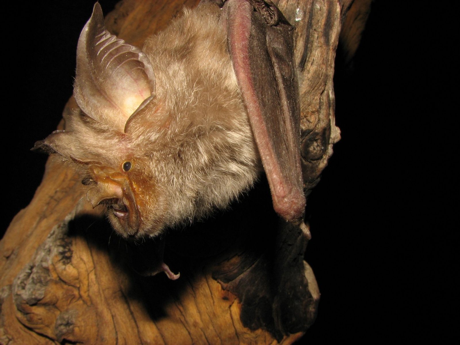 Bushveld elephant shrews Elephantulus intufi occur on Kalahari sands