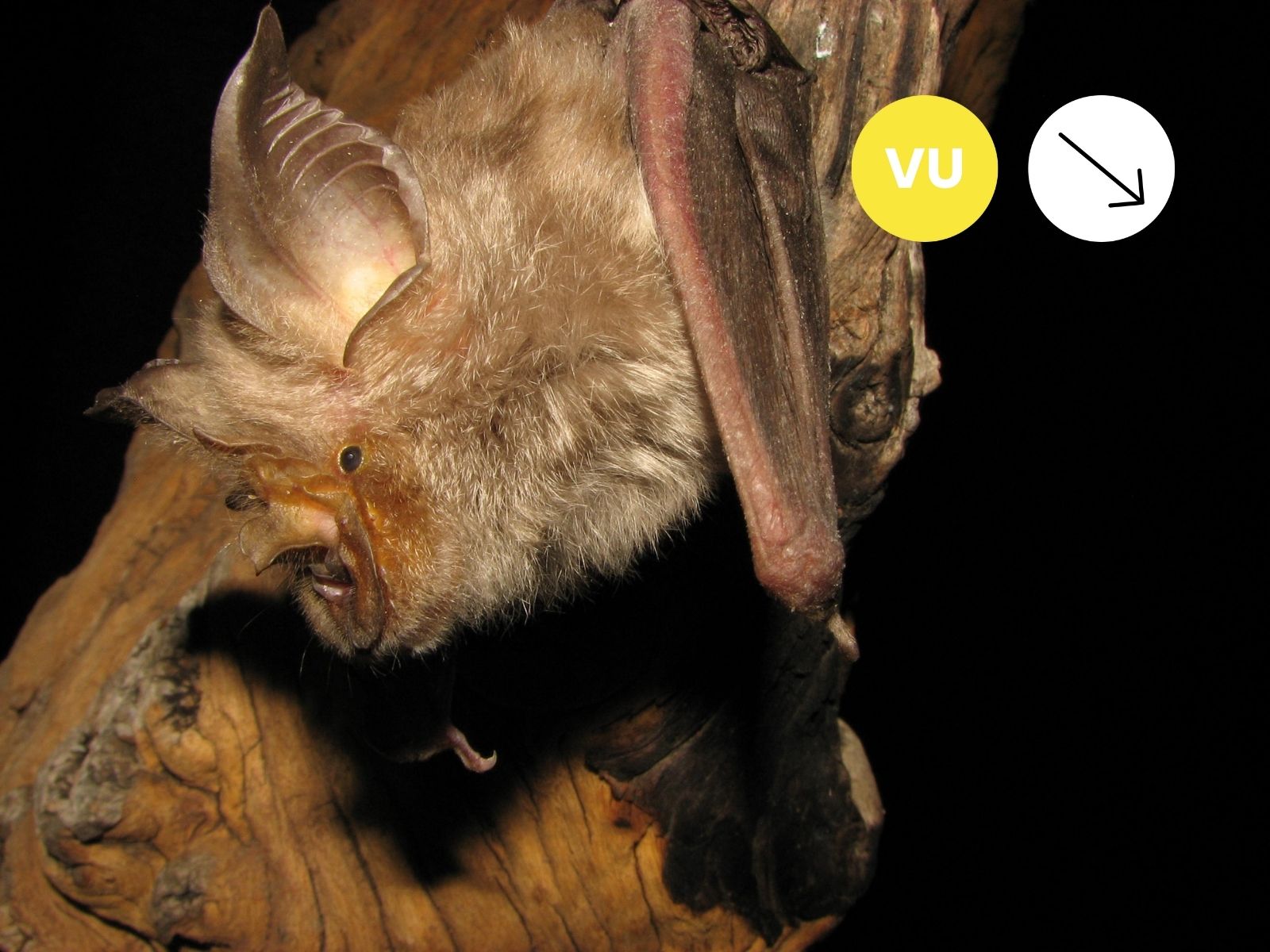 Smither’s Horseshoe bat