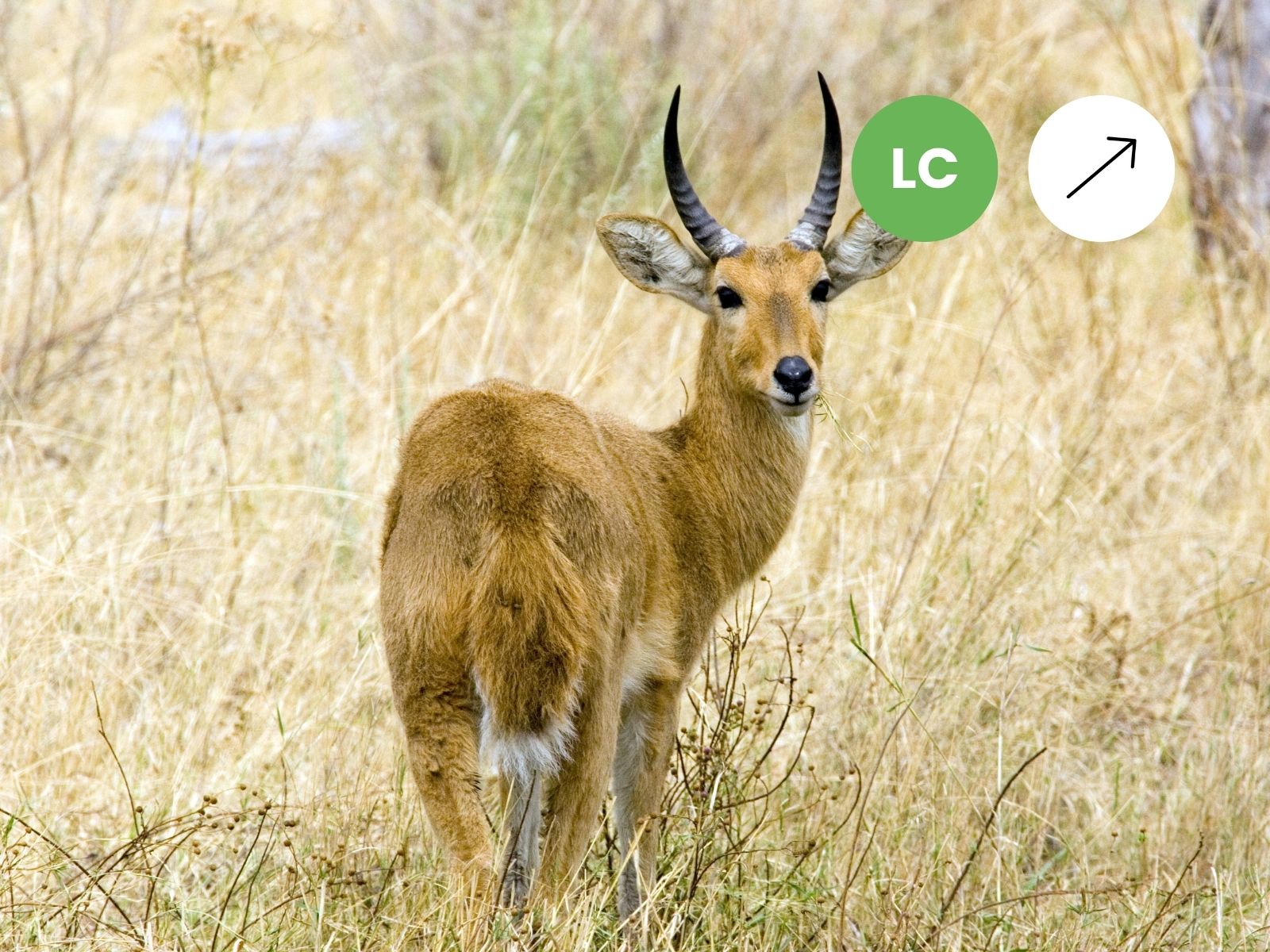 Southern Reedbuck