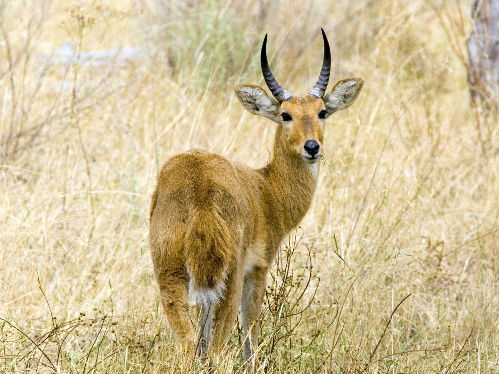 Bushveld elephant shrews Elephantulus intufi occur on Kalahari sands