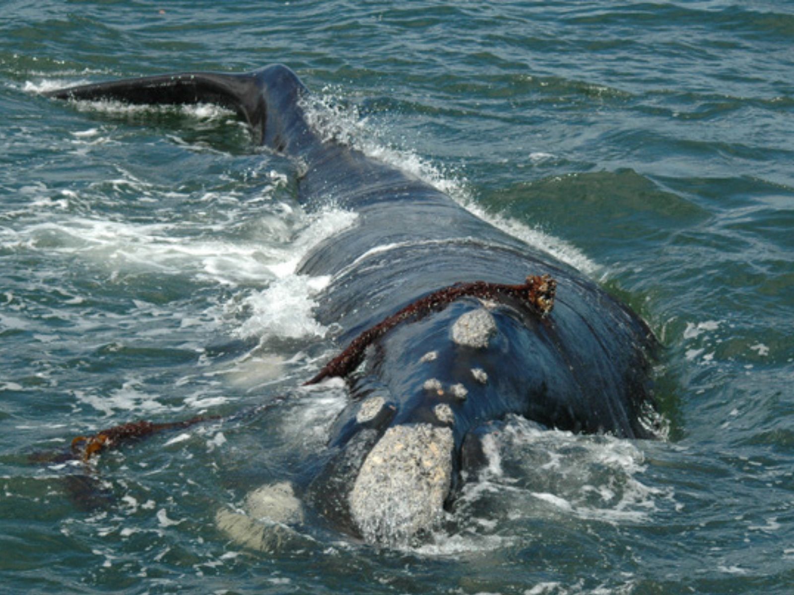 Bushveld elephant shrews Elephantulus intufi occur on Kalahari sands