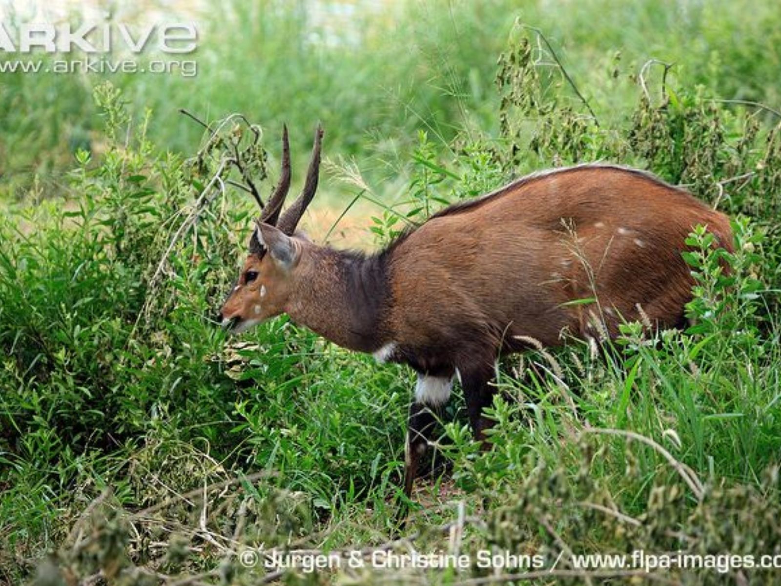 Bushveld elephant shrews Elephantulus intufi occur on Kalahari sands