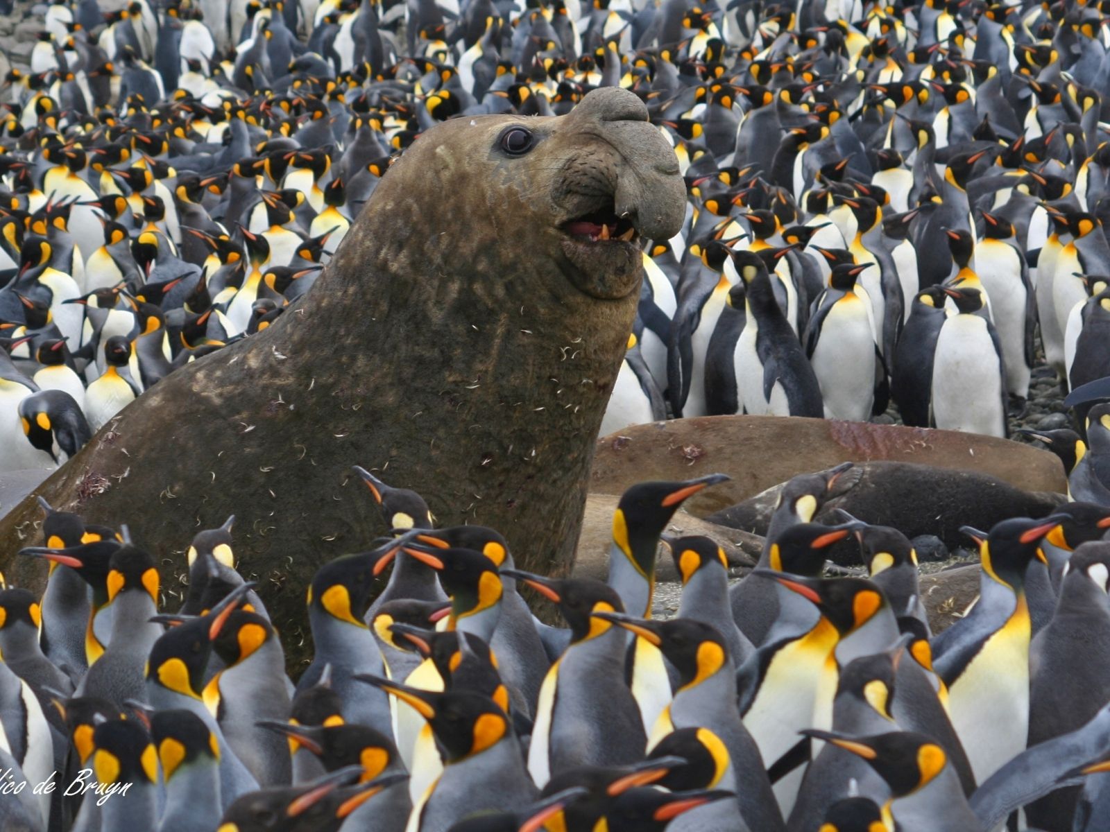 Bushveld elephant shrews Elephantulus intufi occur on Kalahari sands