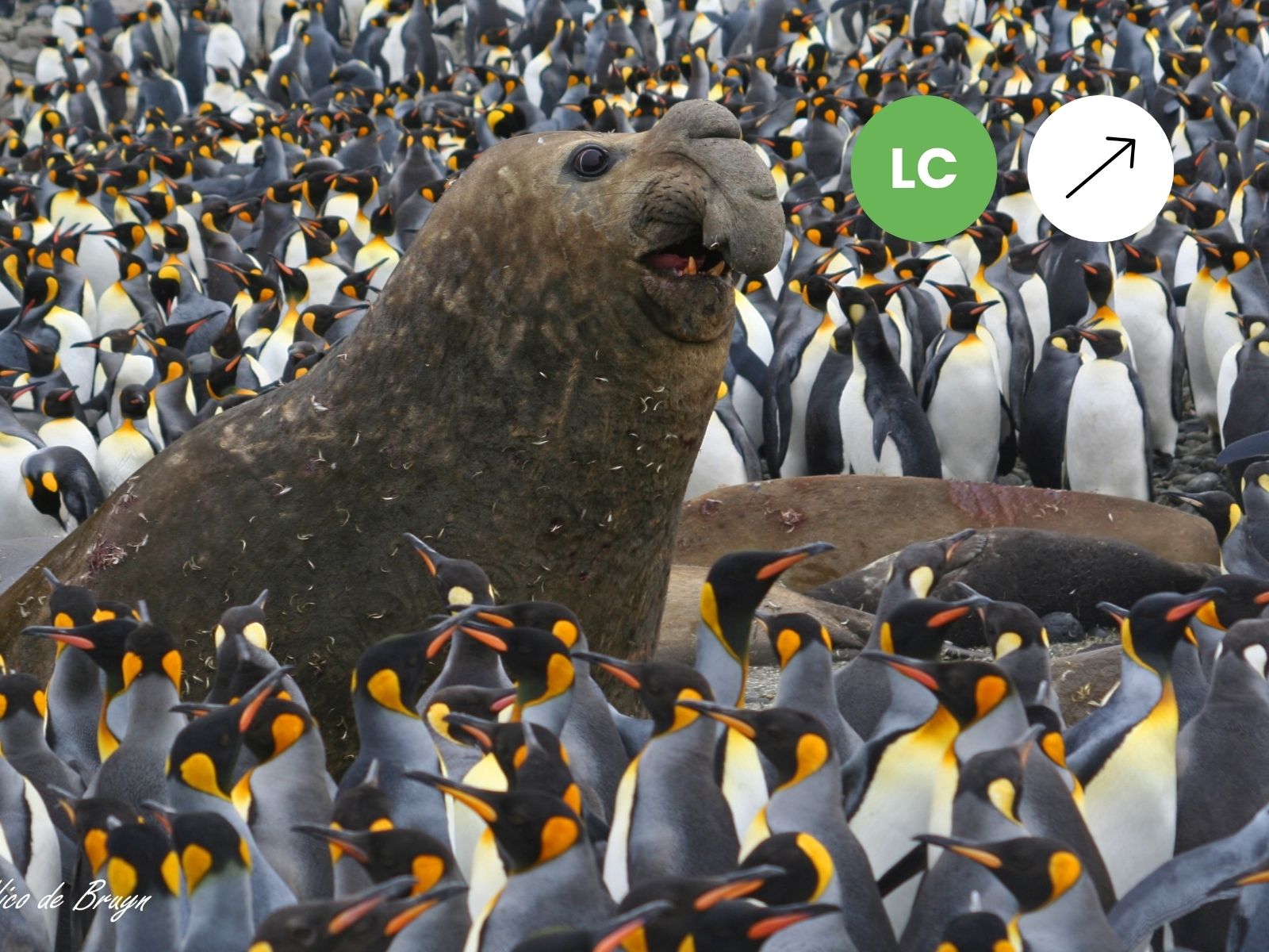 Southern Elephant Seal