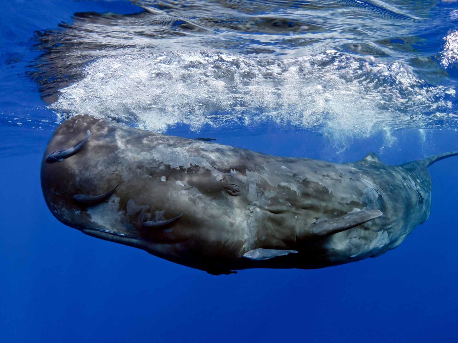 Bushveld elephant shrews Elephantulus intufi occur on Kalahari sands