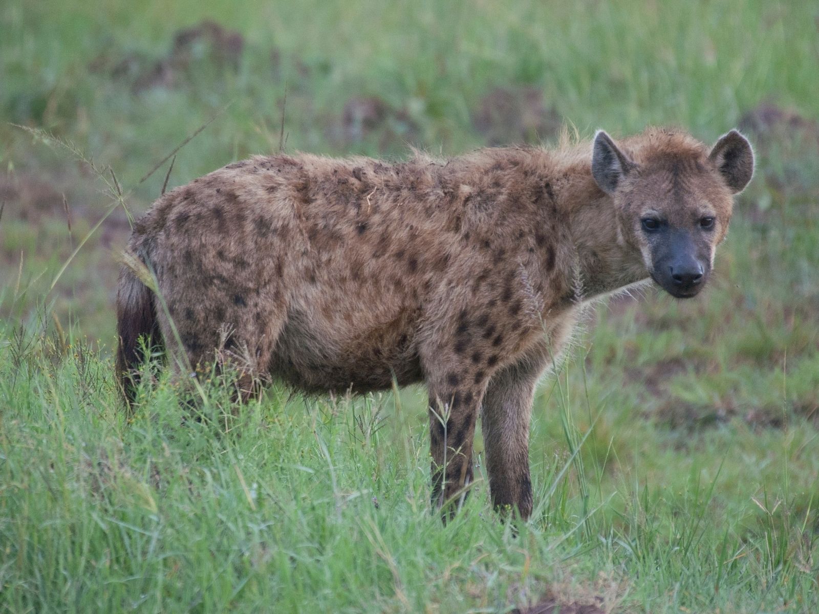 Bushveld elephant shrews Elephantulus intufi occur on Kalahari sands