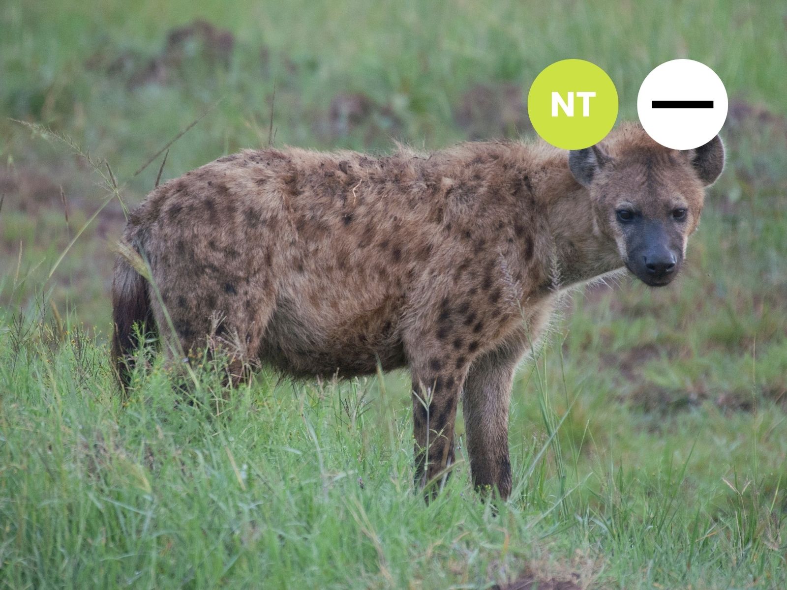 Spotted Hyaena