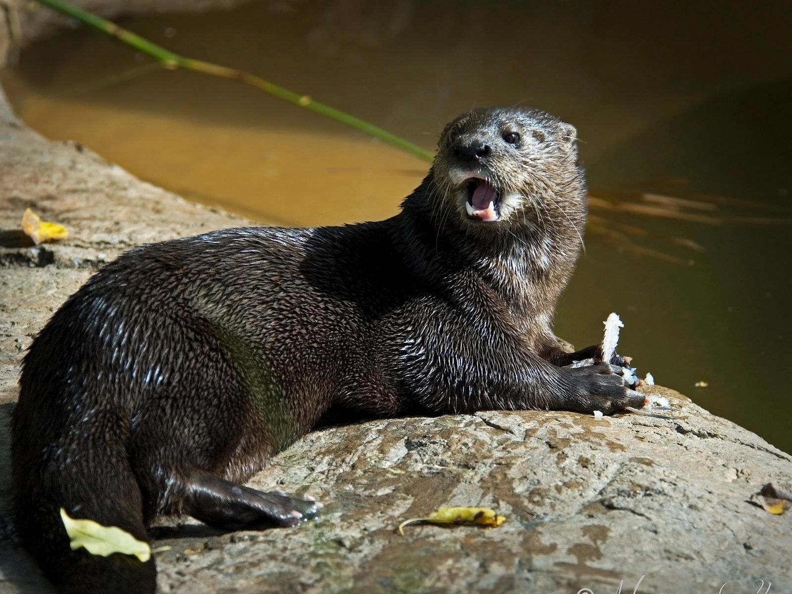 Bushveld elephant shrews Elephantulus intufi occur on Kalahari sands