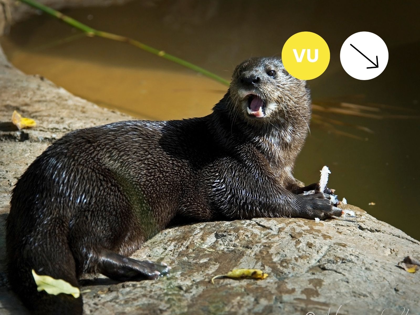 Spotted-necked Otter