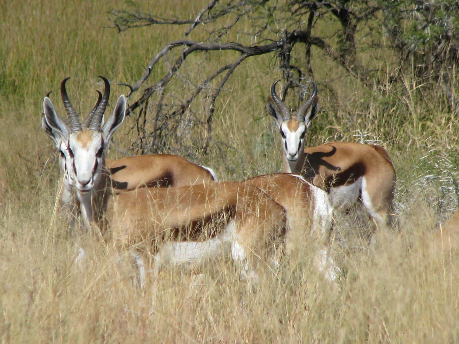 Bushveld elephant shrews Elephantulus intufi occur on Kalahari sands