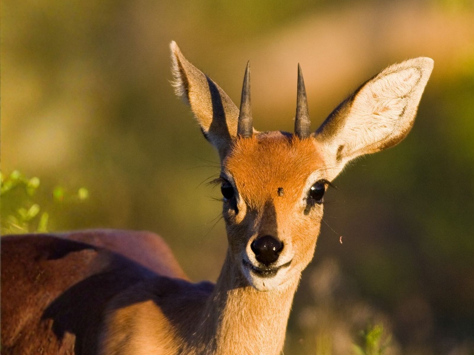 Bushveld elephant shrews Elephantulus intufi occur on Kalahari sands