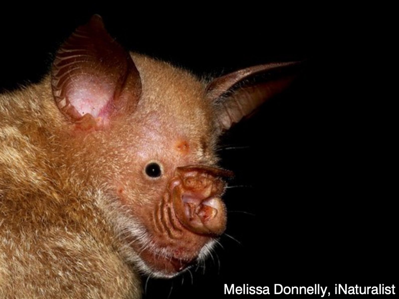 Bushveld elephant shrews Elephantulus intufi occur on Kalahari sands