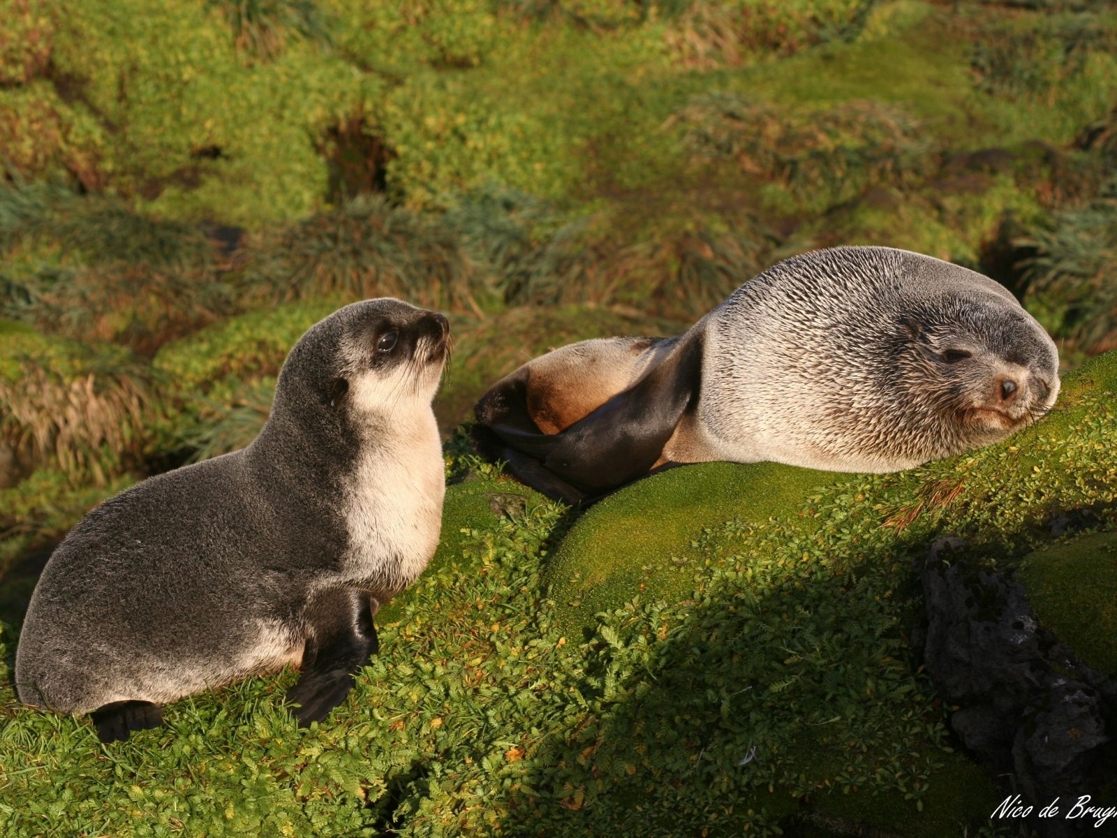 Bushveld elephant shrews Elephantulus intufi occur on Kalahari sands