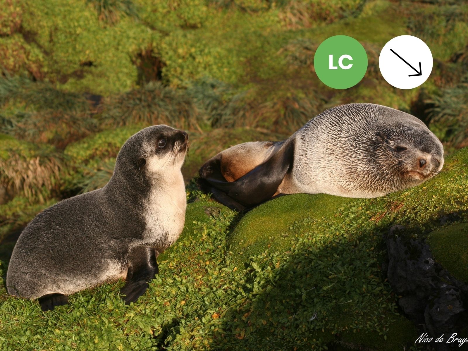 Subantarctic Fur Seal