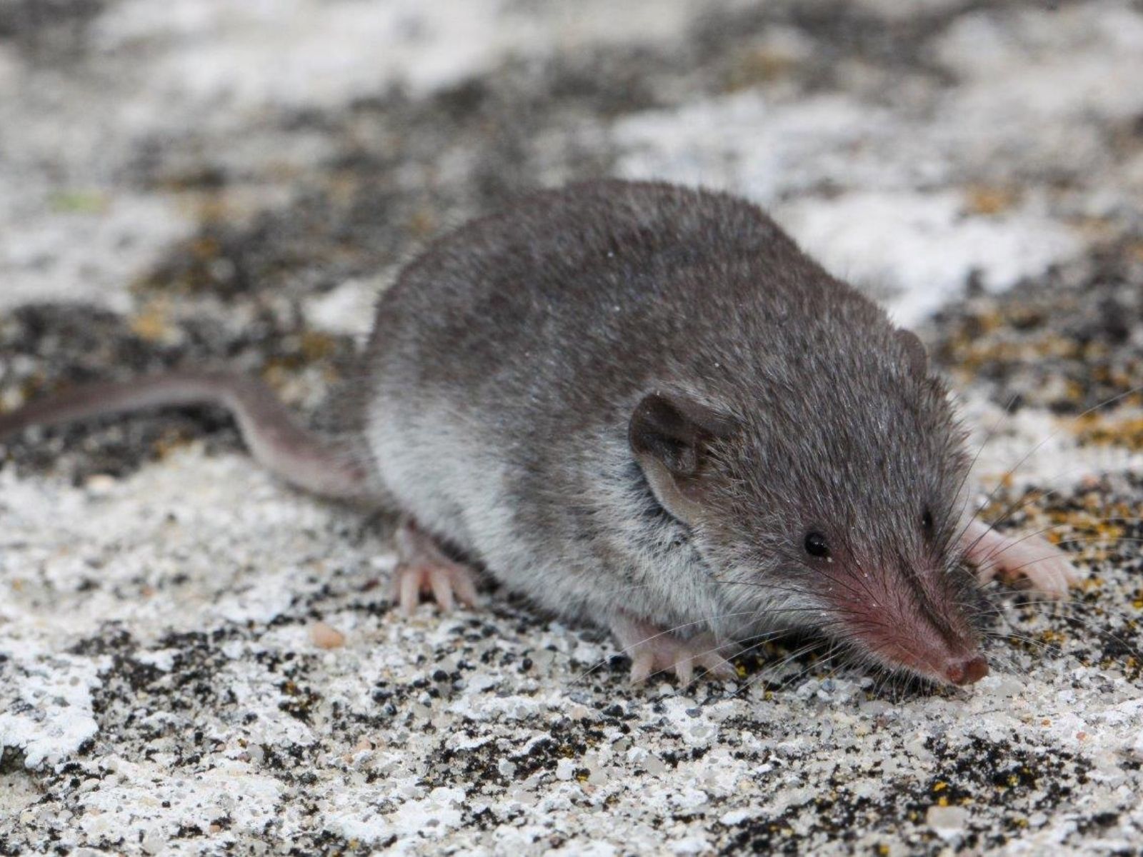 Bushveld elephant shrews Elephantulus intufi occur on Kalahari sands