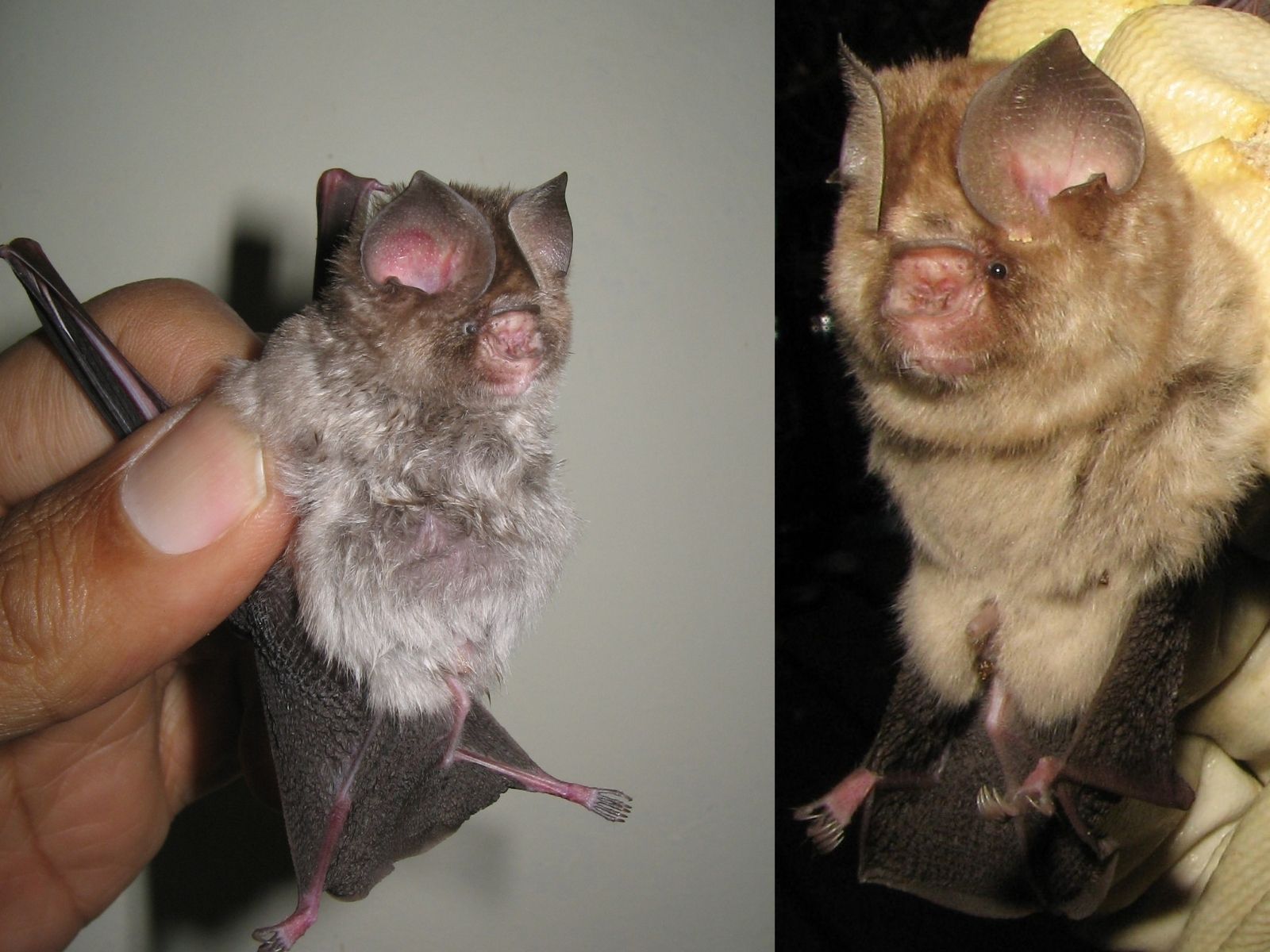 Bushveld elephant shrews Elephantulus intufi occur on Kalahari sands
