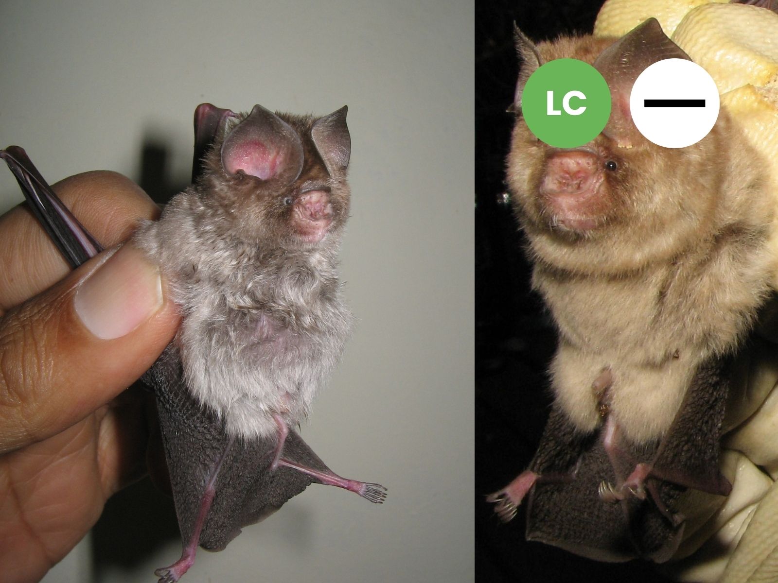 Sundevall’s Leaf-nosed Bat