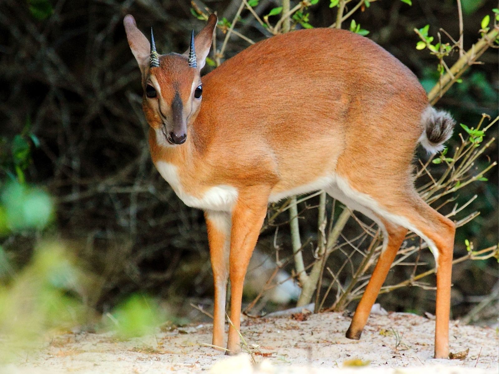 Bushveld elephant shrews Elephantulus intufi occur on Kalahari sands