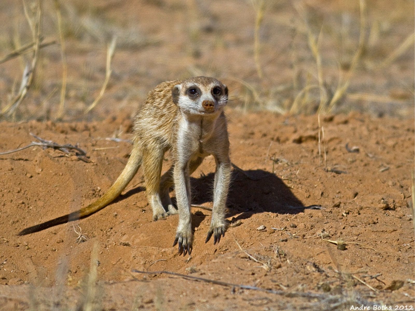 Bushveld elephant shrews Elephantulus intufi occur on Kalahari sands