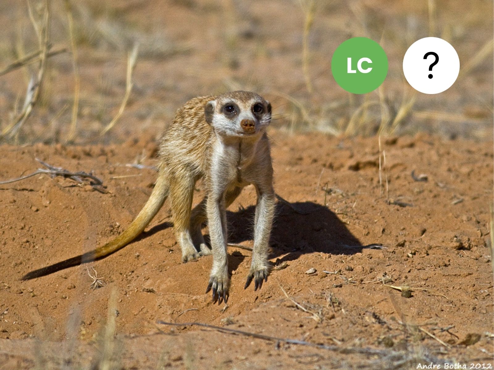 Suricate
