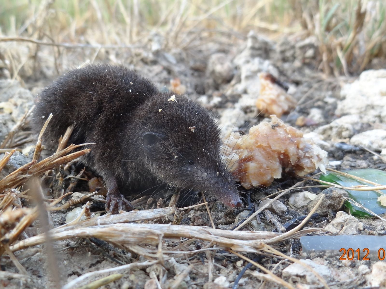 Bushveld elephant shrews Elephantulus intufi occur on Kalahari sands