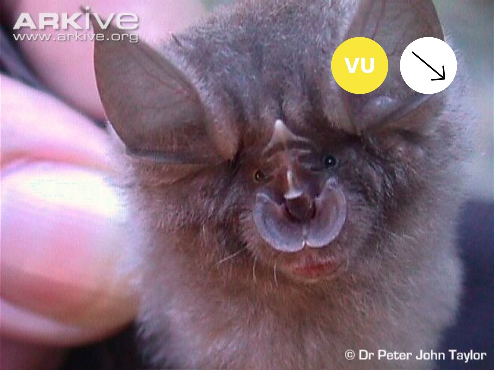 Swinny’s Horseshoe Bat