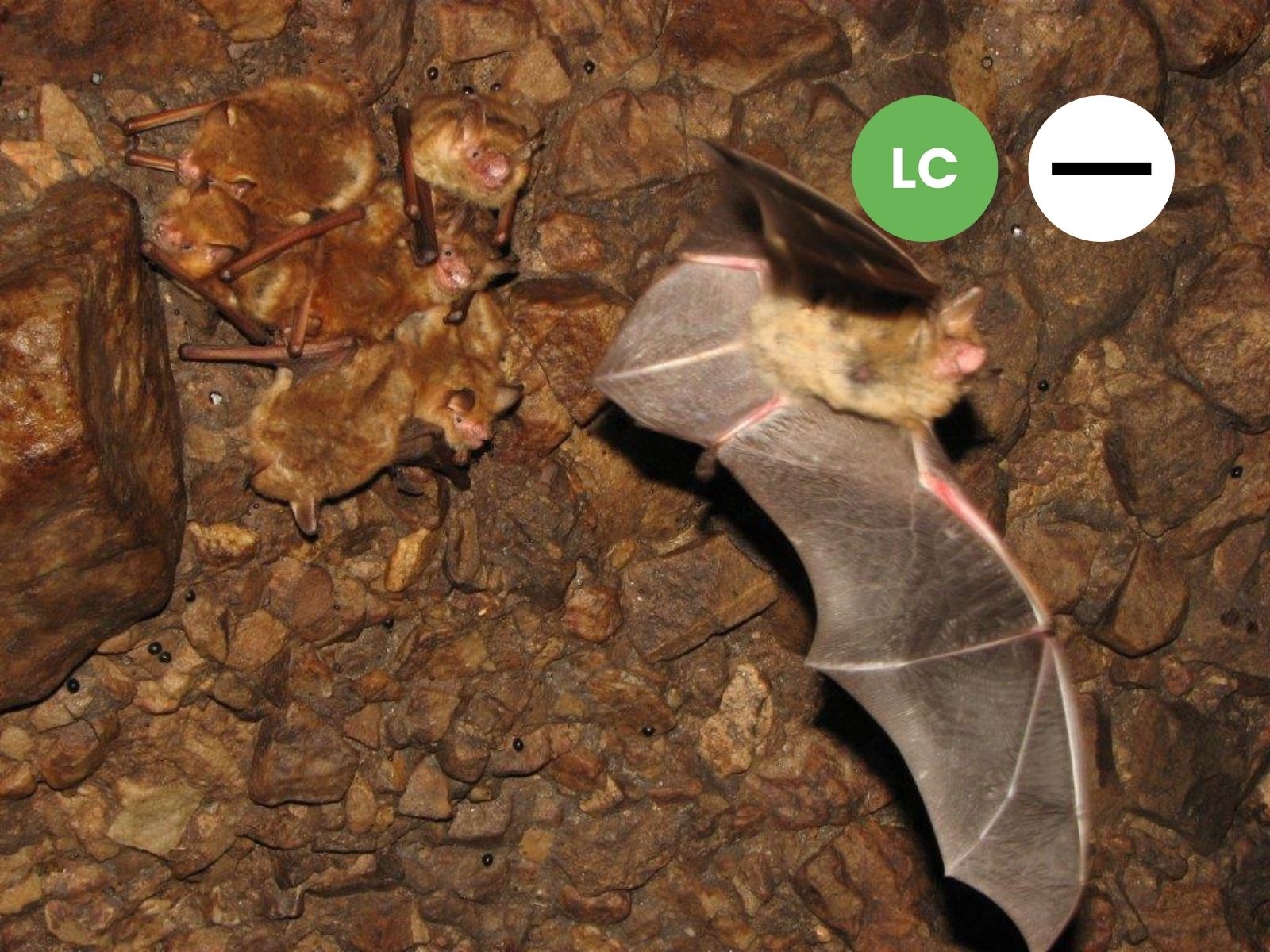 Temminck’s Hairy Bat