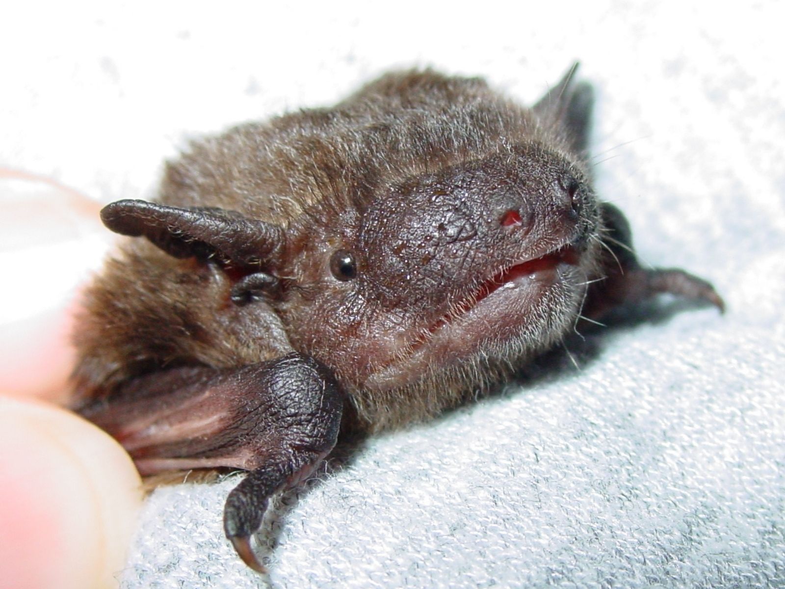 Bushveld elephant shrews Elephantulus intufi occur on Kalahari sands