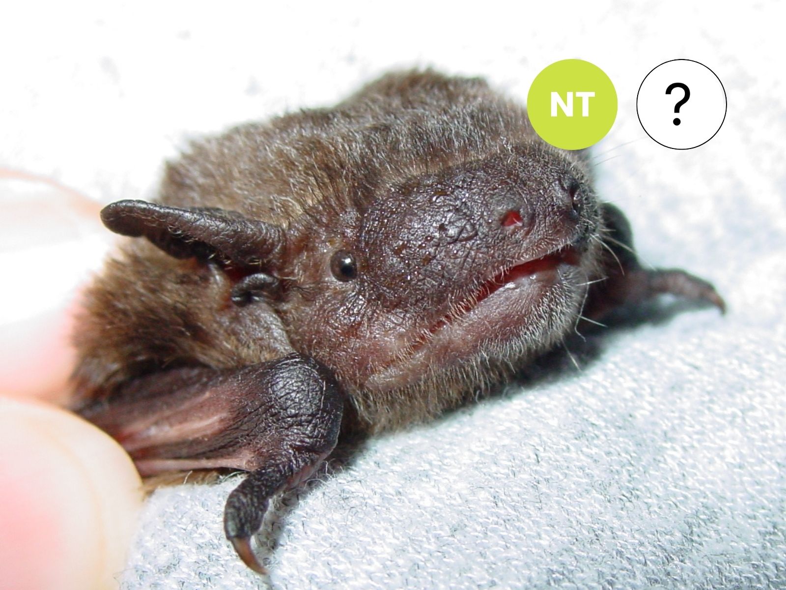 Thomas’ House Bat
