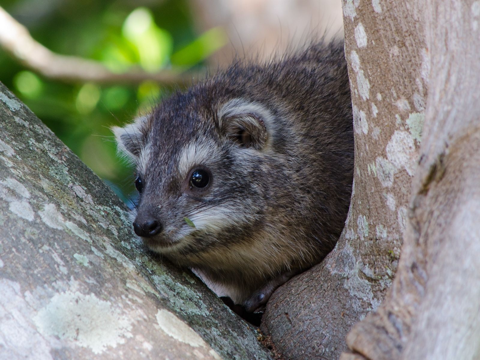 Bushveld elephant shrews Elephantulus intufi occur on Kalahari sands